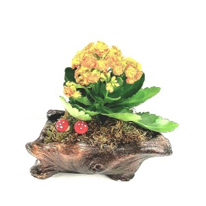 Beton Saksıda Kütük Tasarım Kalanchoe - Tek Ebat