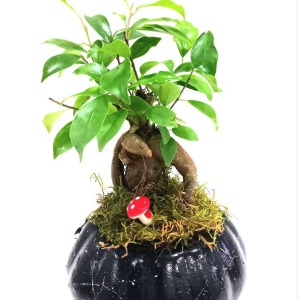 Tasarım Ficus Ging Seng Bonsai - Tek Ebat