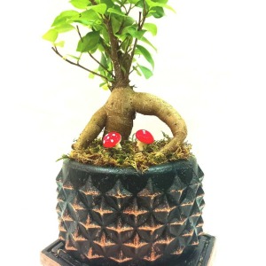 Siyah Bakır Saksıda Ficus Ging Seng Bonsai - Tek Ebat